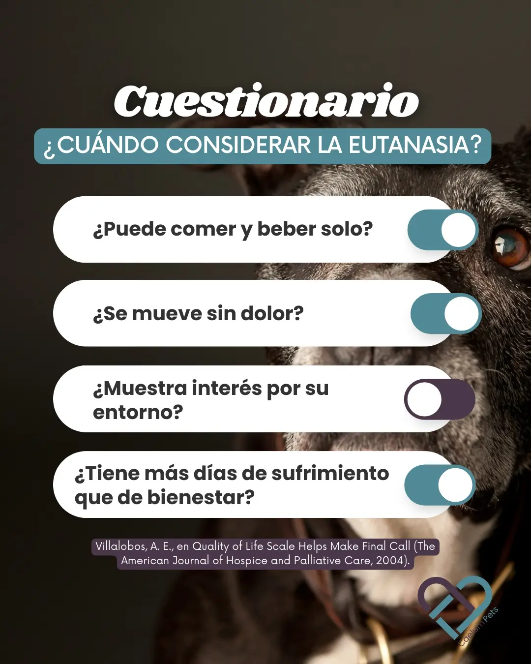 Cuando considerar la eutanasia de tu mascota