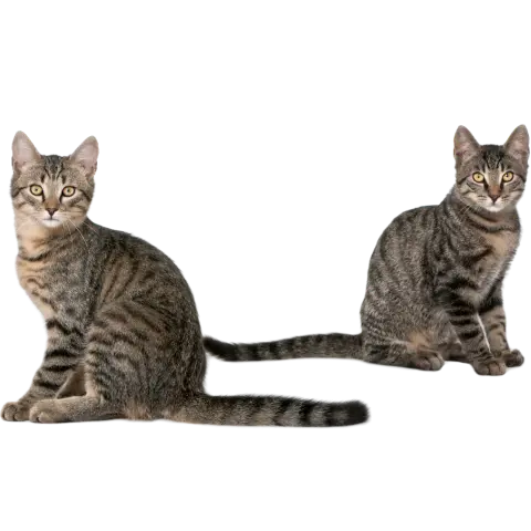 Duo de Gatos