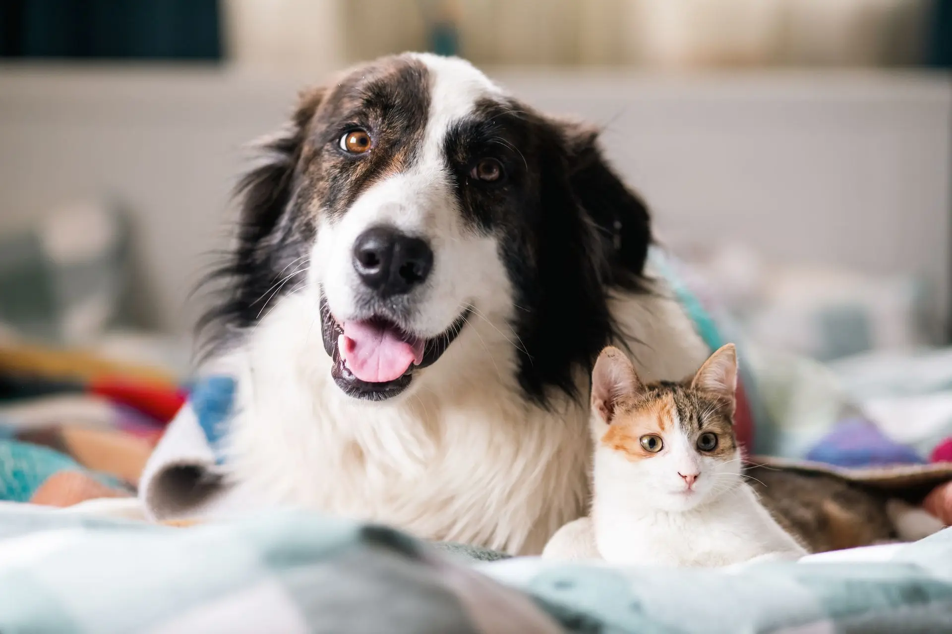 Mascotas, perro y gato sorriendo Mascotas, perro y gato sorriendo