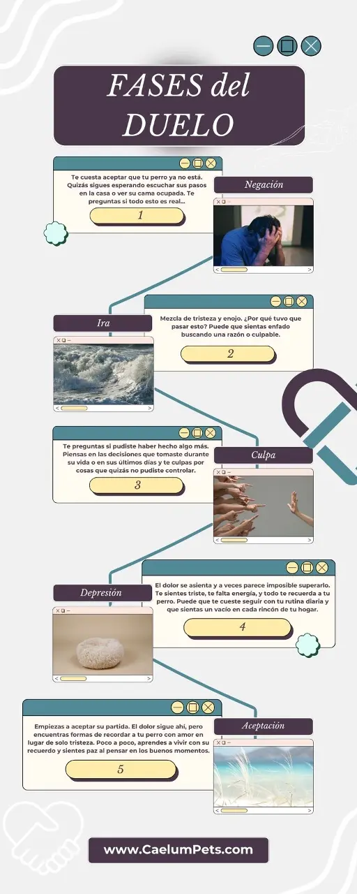 Fases-del-duelo-superar-muerte-mascota