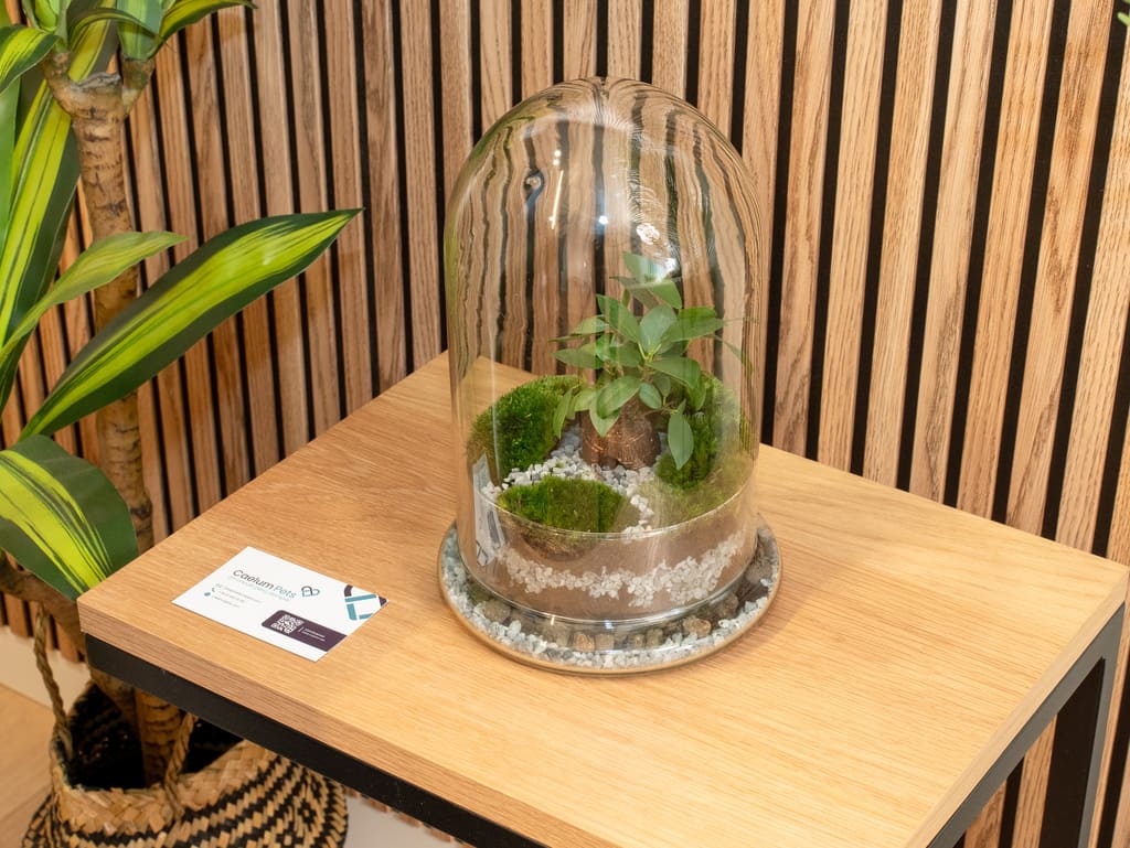 Urna para mascotas de cristal "Jardín Eterno" Ficus en mesa