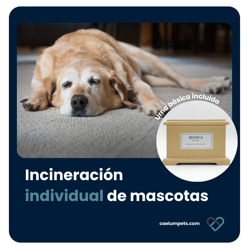 Incineración individual de mascotas