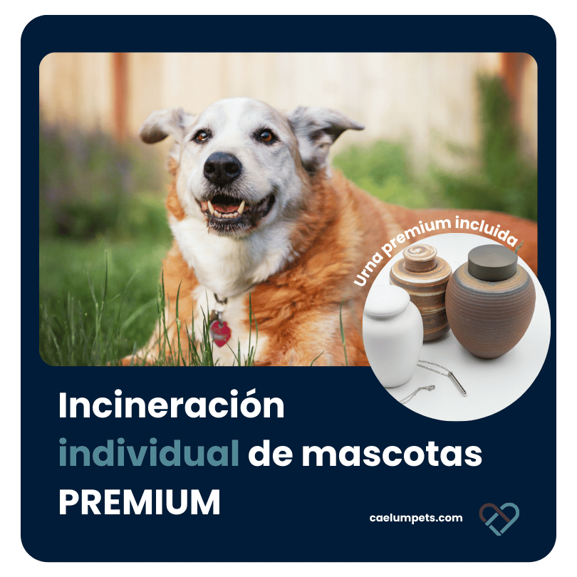 Incineración individual de mascotas Premium