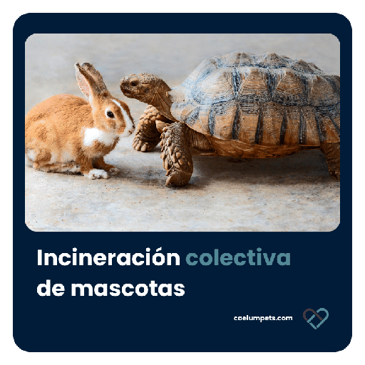 Incineración colectiva de mascotas